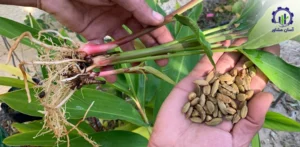 بررسی بازار داخلی و خارجی پرورش هل