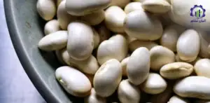 بررسی بازار داخلی و خارجی کاشت لوبیا