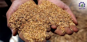 بررسی بازار داخلی و خارجی کنجد
