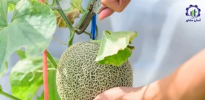 بررسی تجهیزات و تأسیسات احداث فارم کشت خربزه