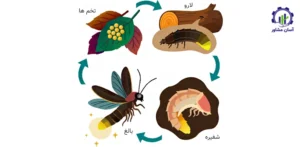 مراحل پرورش کرم شب تاب؛ راهنمای جامع برای نگهداری و تکثیر