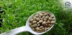 مراحل کشت عدس در زمین کشاورزی؛ از آماده سازی تا برداشت محصول