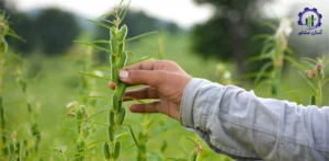 مراحل کشت گیاه کنجد؛ مسیر اصولی از آماده سازی زمین تا برداشت محصول