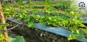 مراحل کشت خربزه در زمین کشاورزی؛ راهنمای جامع کشاورزان