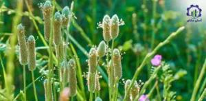 مراحل کشت گیاه اسفرزه؛ راهنمای فنی و کاربردی برای مدیریت مزرعه