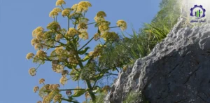 مراحل کشت گیاه باریجه در زمین کشاورزی