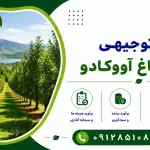 طرح احداث باغ آووکادو