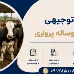 طرح پرورش گوساله پرواری