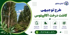 طرح کاشت درخت اکالیپتوس