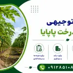طرح کاشت درخت پاپایا