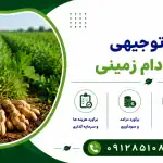 طرح کشت بادام زمینی