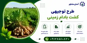 طرح کشت بادام زمینی