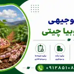 طرح کشت لوبیا چیتی