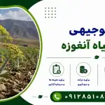 طرح کشت گیاه آنغوزه