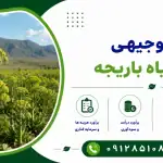 طرح کشت گیاه باریجه