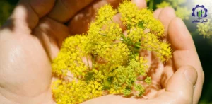 بررسی بازار داخلی و خارجی باریجه