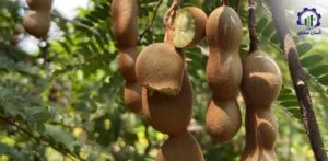 بررسی بازار داخلی و خارجی درخت تمر هندی
