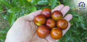 بررسی بازار داخلی و خارجی درخت عناب