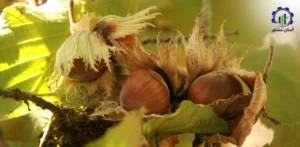 بررسی بازار داخلی و خارجی درخت فندق