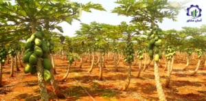 بررسی بازار داخلی و خارجی درخت پاپایا