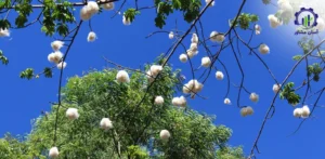 بررسی بازار داخلی و خارجی درخت پنبه