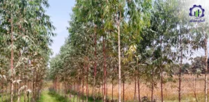 بررسی بازار داخلی و خارجی درخت کبوده