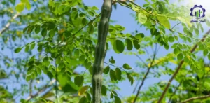 بررسی بازار داخلی و خارجی نهال مورینگا