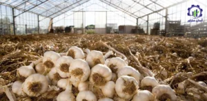 بررسی بازار داخلی و خارجی کشت سیر