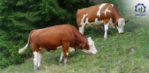 بررسی بازار داخلی و خارجی گوساله سیمینتال