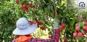 بررسی تجهیزات و تأسیسات احداث باغ میوه لیچی