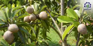 بررسی تجهیزات و تأسیسات احداث باغ میوه چیکو