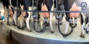 بررسی تجهیزات و تأسیسات احداث فارم پرورش گاو شیری