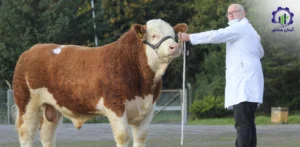 بررسی تجهیزات و تأسیسات احداث فارم پرورش گوساله سیمینتال