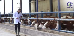 بررسی تجهیزات و تأسیسات احداث فارم پرورش گوساله پرواری