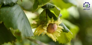 بررسی تجهیزات و تأسیسات احداث فارم کاشت درخت فندق