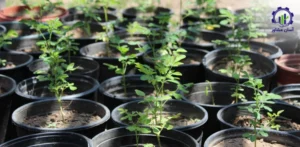 بررسی تجهیزات و تأسیسات احداث فارم کاشت درخت مورینگا