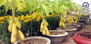 بررسی تجهیزات و تأسیسات احداث فارم کاشت درخت پاپایا