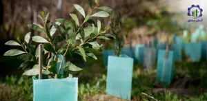 بررسی تجهیزات و تأسیسات احداث فارم کاشت درخت کبوده