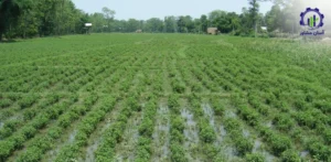 بررسی تجهیزات و تأسیسات احداث فارم کشت لوبیا سفید