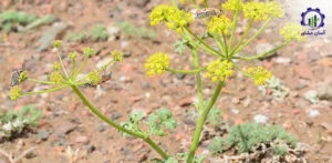 بررسی تجهیزات و تأسیسات احداث فارم کشت گیاه باریجه