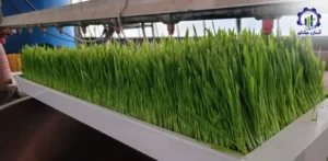 بررسی تجهیزات و تأسیسات خط تولید علوفه هیدروپونیک