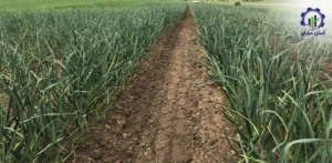 بررسی تجهیزات و تأسیسات فارم کاشت سیر