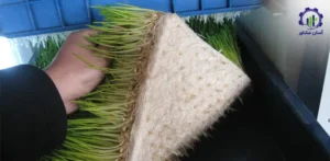 بررسی فرآیند تولید علوفه هیدروپونیک