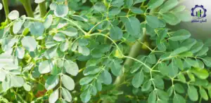 بررسی فرآیند تولید گز روغنی