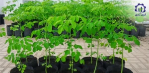 بررسی فرآیند پرورش درخت مورینگا