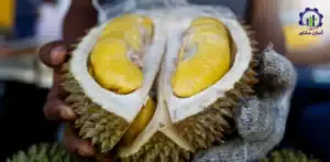 بررسی فرآیند پرورش میوه دوریان