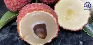 بررسی فرآیند پرورش میوه لیچی