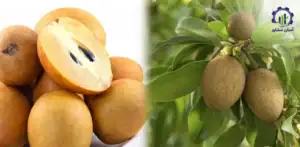 بررسی فرآیند پرورش میوه چیکو