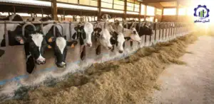 بررسی فرآیند پرورش گاو شیری