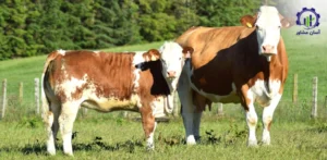 بررسی فرآیند پرورش گوساله سیمینتال